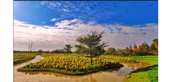 花開海上公園訂購(gòu)木質(zhì)垃圾桶